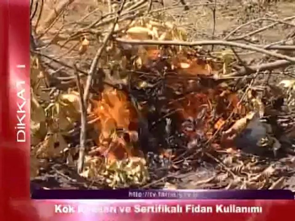 Kök Kanseri ve Sertifikalı Fidan Kullanımı