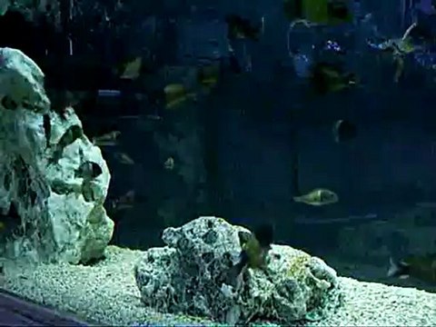 Tropheus İkola Kaiser