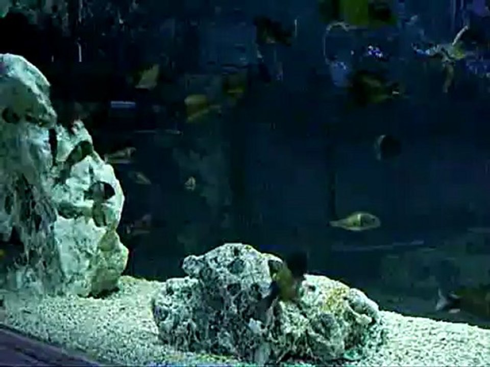 Tropheus İkola Kaiser