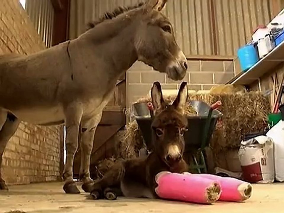 Young Donkey Pretty in Pink