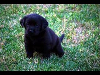 ill miss you little benn