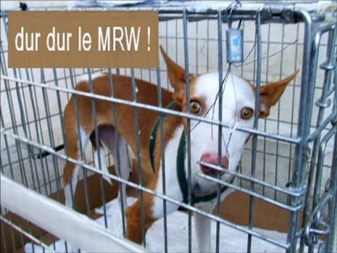 Podenca-Peke-adoption-podencos-galgos-ethique-europe-2012