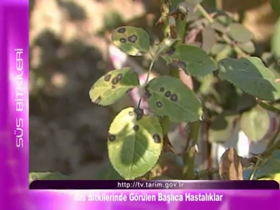 Süs Bitkilerinde Görülen Başlıca Hastalıklar