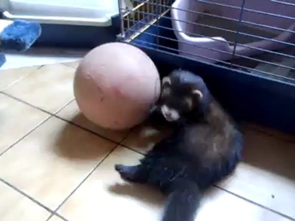 socket et son ballon