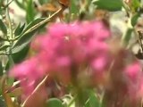 Le Parc National des Calanques fait le plein (Marseille)