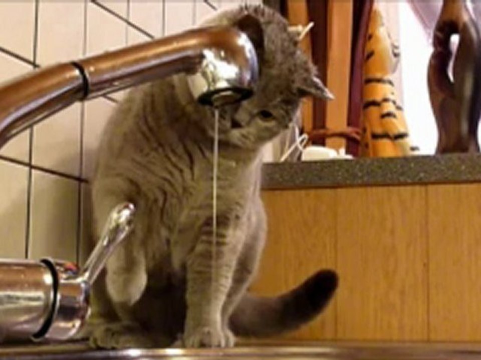 Katze spielt richtig gern mit Wasser