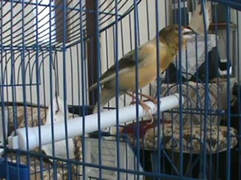 chant canari 2012 maroc تغريد الكناري