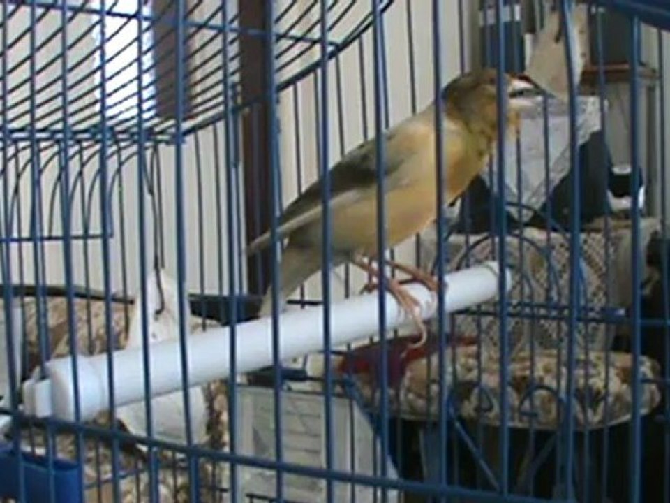 chant canari 2012 maroc تغريد الكناري