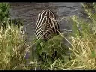 SeSLiahu.Com, SeSLiahu ASLAN VE ZEBRA (BELGESEL) HayvanLar