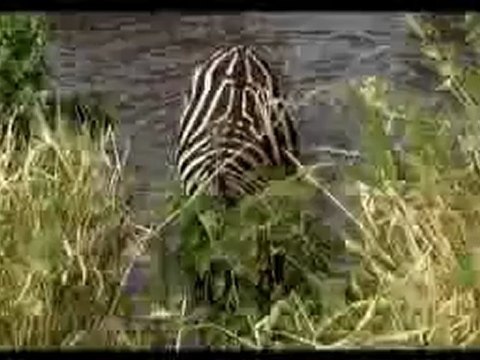 SeSLiahu.Com, SeSLiahu ASLAN VE ZEBRA (BELGESEL)HayvanLar