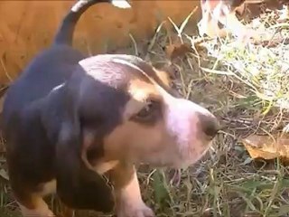 les petits ont un mois