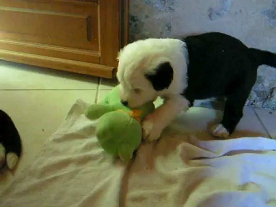 Chiots Des Terres de Vendelogne jeux 4a