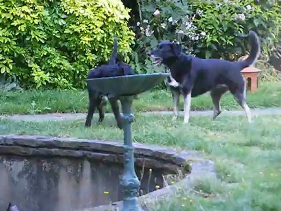 chiens1
