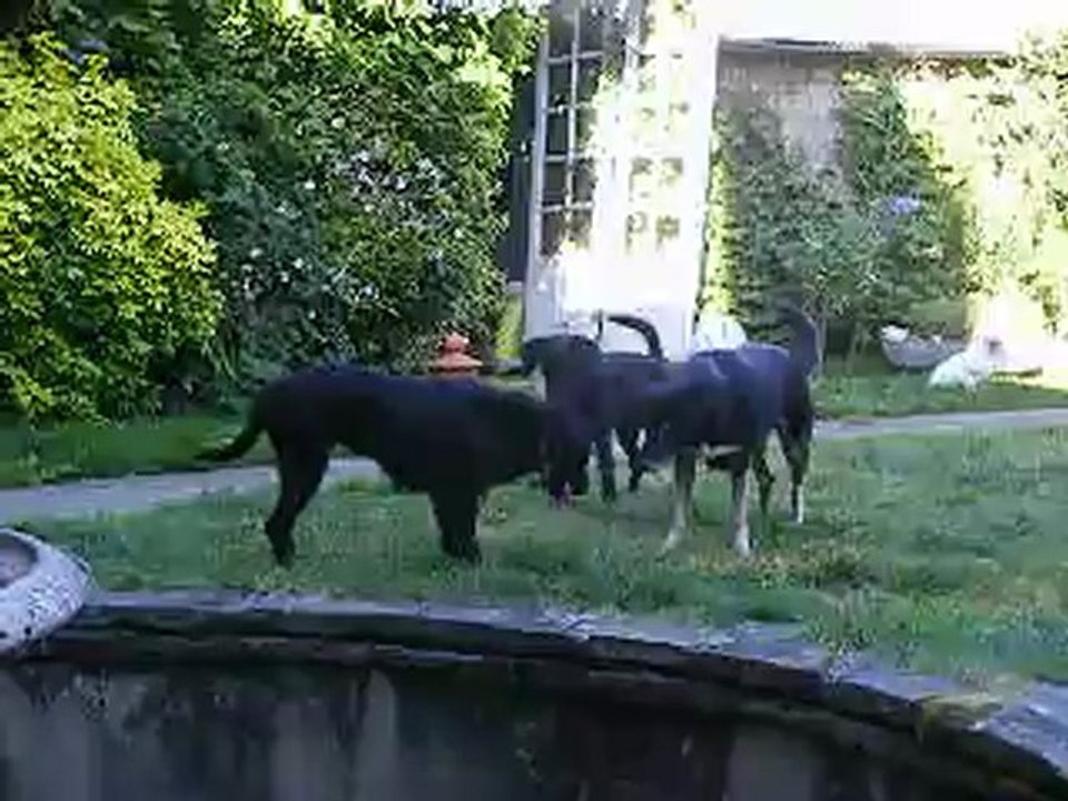 chiens