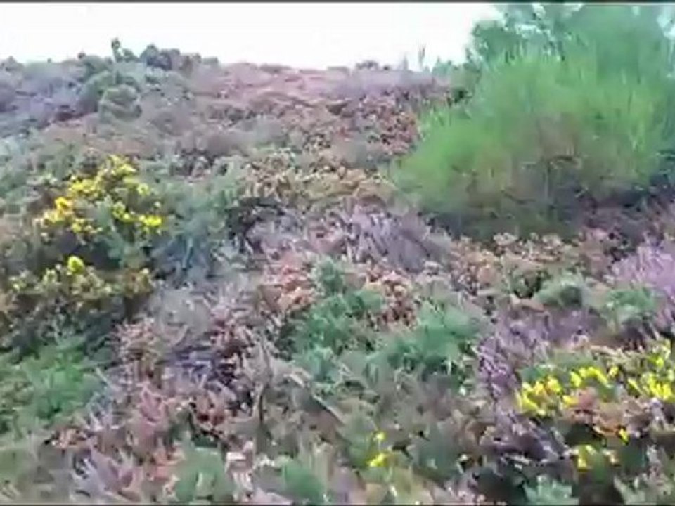 randonnée  avec mario  de plèneuf-val-andré erquy -sables d'or les pins allez retour pas belle la vie