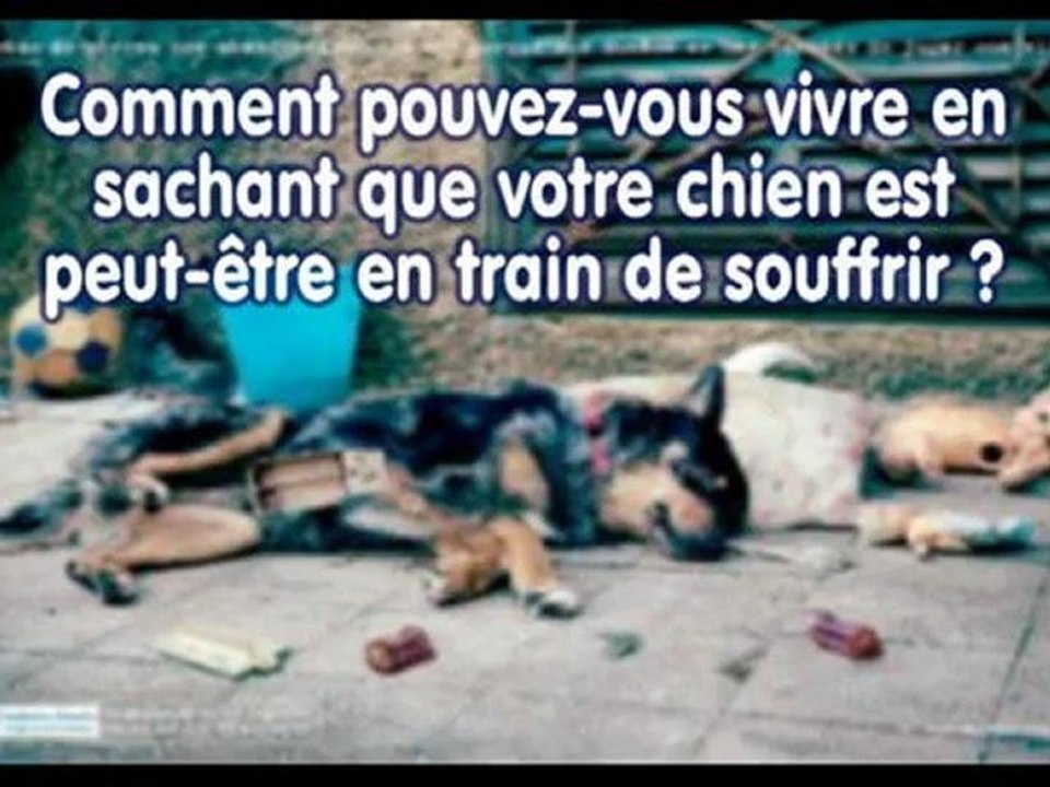 L'Abandon et la Maltraitance des Chiens