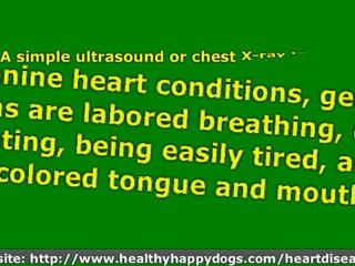 Natural Remedies to Avoid Congestive Heart Failure in Dogs