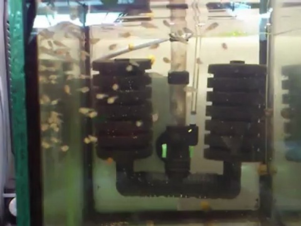 mesonauta egregius N.l 9jrs