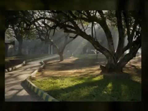 Tom's Tree Service (719) 597-9477