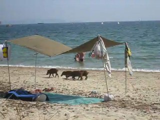 4 petits sangliers à la plage