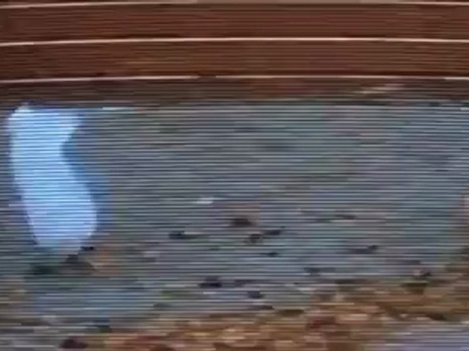 Ending scene - American Beauty