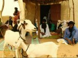 Drought-weakened animals dying in Niger