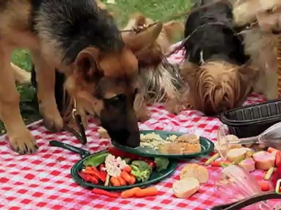 Les chiens mangent le picnic