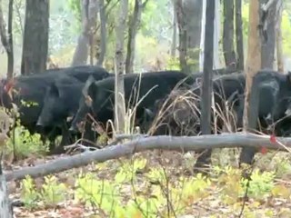 Doggin' Boars 6