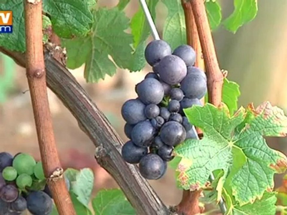 Bourgogne : le château et les vignes de Gevrey-Chambertin vendus à un Chinois
