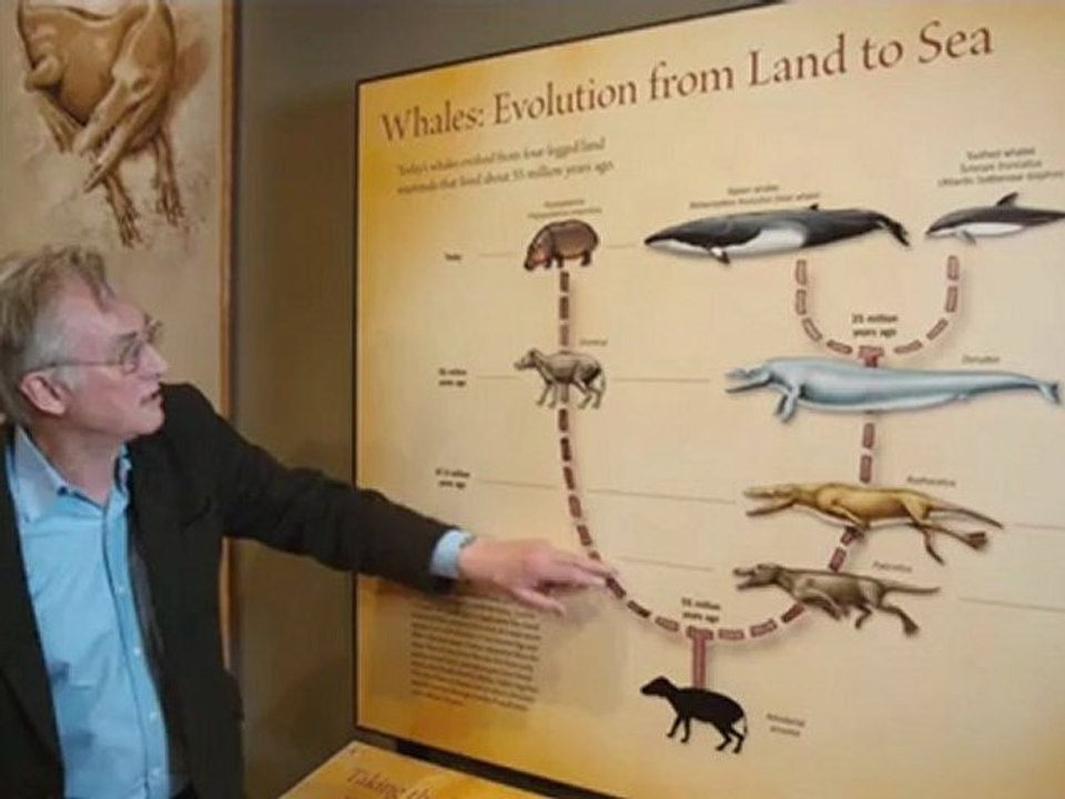 Show me the intermediate fossils! by Richard Dawkins