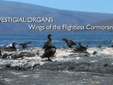 Vestigial Organs The Wings of the Flightless Cormorant - Richard Dawkins