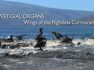Vestigial Organs The Wings of the Flightless Cormorant - Richard Dawkins