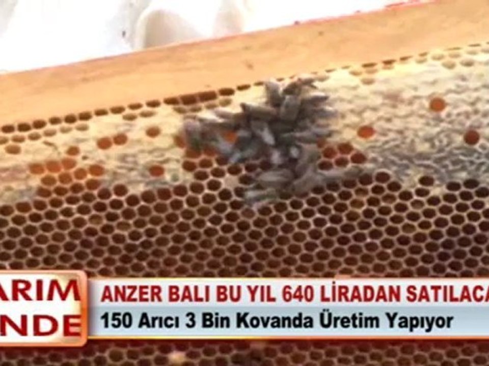 ANZER BALI BU YIL 640 LİRADAN SATILACAK