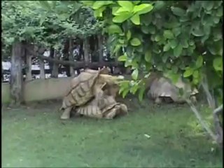 Cópula de tortugas de espolones africana