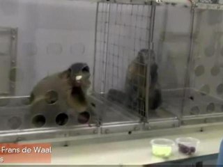 Capuchin Monkey Disapproves of Inequality in Viral Video