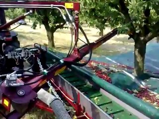 Global Green Cherry - insight into cherry harvesting