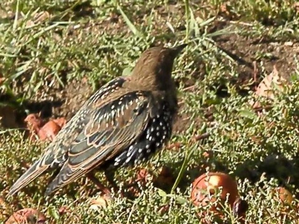 Яблочный обед