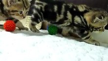 Крадущиеся котята