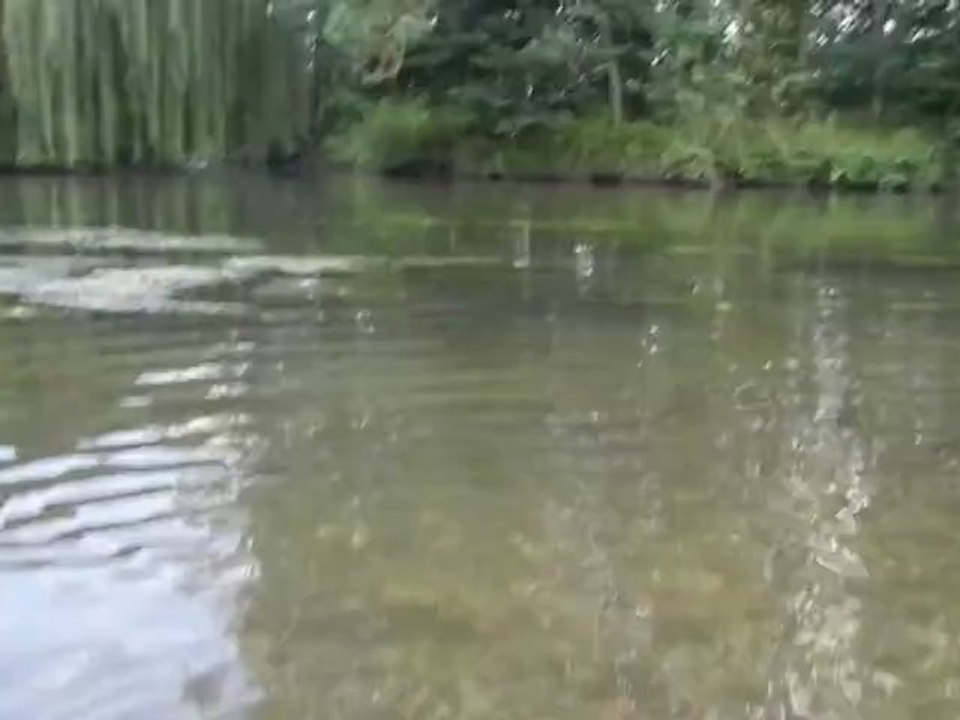 Petit brochet de l'Eure