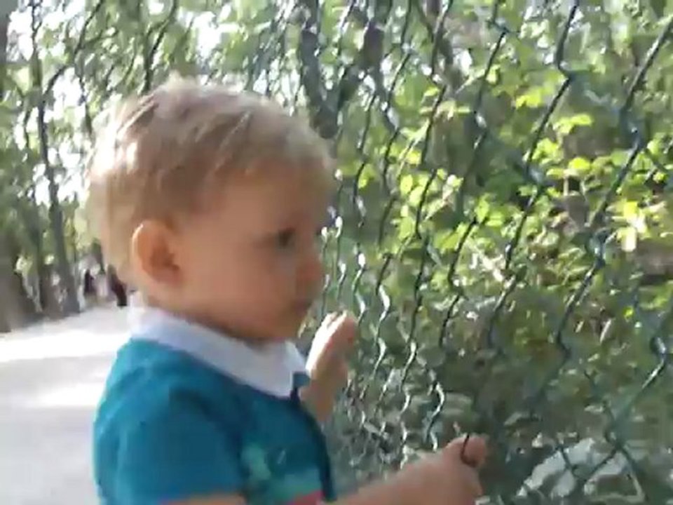 J'ai reconnu les cygnes