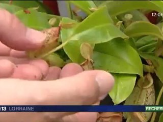 F3L-20120823-midi-Recherche- produire des molécules humaines à partir de plantes