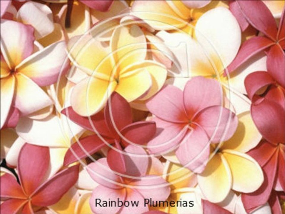 Hawaiian Scrapbooking Paper Plumeria At IslandPaperie.com