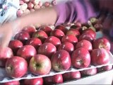 Les pommes chinoises menacent le marché indien