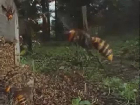 30 frelons vs 30000 abeilles