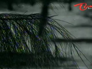 Abhimanavanthulu Songs - O Manasu Dochina - Sarada - Anjali Devi