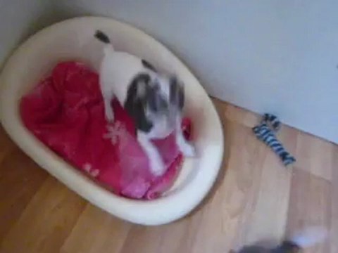 Mâles chocolat et blanc LOF(petit modèle)