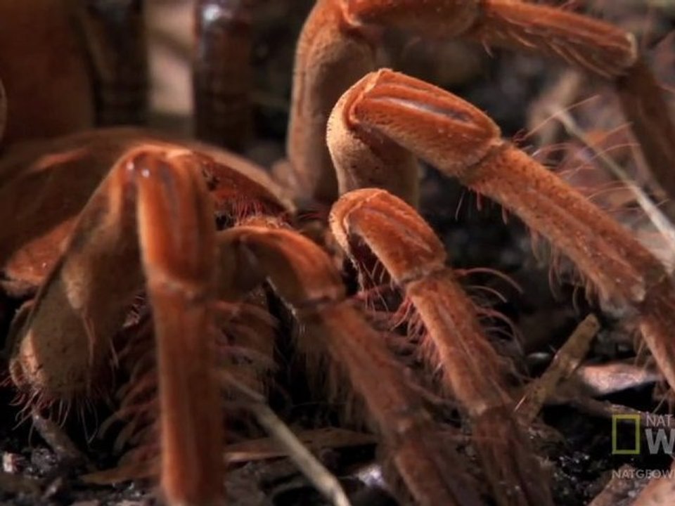Plus grosse araignée du monde
