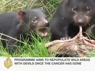 Cancer threatens to wipe out Devils