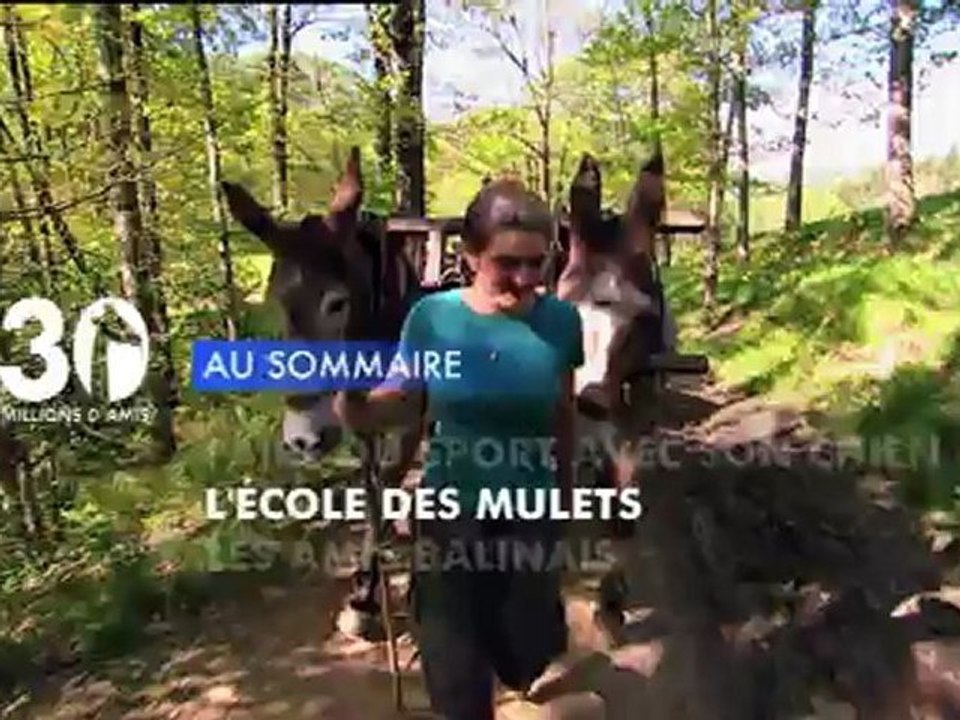 Sommaire émission 30 Millions d'Amis 1/9/2012