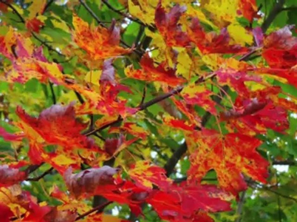 Indian Summer Kreuzfahrt mit M´OCEAN